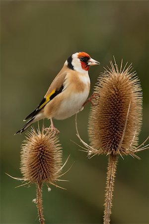 a single bird balancing between two seed heads Stockbilder - Microstock & Abonnement, Bildnummer: 400-05090724