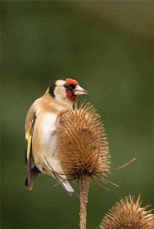 a single bird hanging precariously on to a teasel seed-head Stockbilder - Microstock & Abonnement, Bildnummer: 400-05090725
