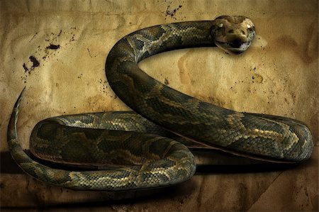 pythonschlange - 3d render of a coiled python isolated with a clipping path on a brown background. Stockbilder - Microstock & Abonnement, Bildnummer: 400-05091131