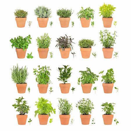 simsearch:400-04052014,k - Large herb selection growing in terracotta pots with leaf sprigs over white background. Stockbilder - Microstock & Abonnement, Bildnummer: 400-05091380