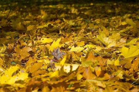 simsearch:400-04475632,k - Carpet of leaves. It can be used as background Foto de stock - Royalty-Free Super Valor e Assinatura, Número: 400-05091416