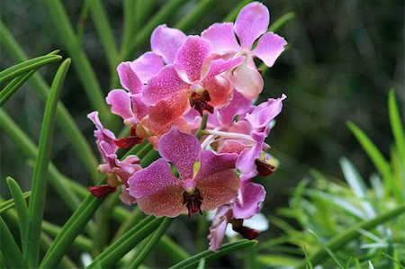 epiphytic orchid - Vanda orchid photographed in Singapore in October 2008 Stock Photo - Budget Royalty-Free & Subscription, Code: 400-05091440