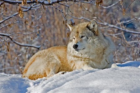 A wolf at rest Stock Photo - Budget Royalty-Free & Subscription, Code: 400-05091665