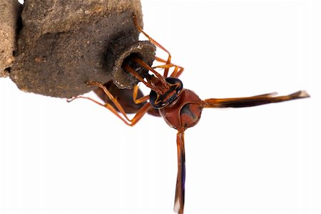 Red and Black Hornet building his nest . Photographie de stock - Aubaine LD & Abonnement, Code: 400-05092164