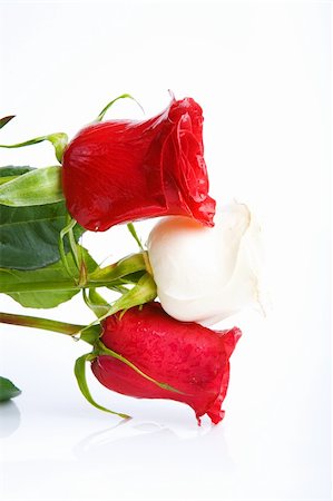 simsearch:400-05216412,k - white and two red roses Photographie de stock - Aubaine LD & Abonnement, Code: 400-05092331