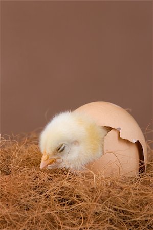 Using one day old chick to imitate it hatched from the egg shell even their feather has already dried. Fotografie stock - Microstock e Abbonamento, Codice: 400-05092369