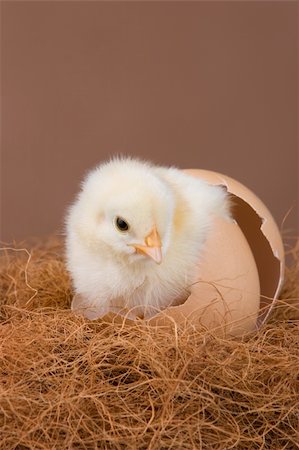 An one day old chick placed in the egg shell, where it hatched before. Photographie de stock - Aubaine LD & Abonnement, Code: 400-05092426