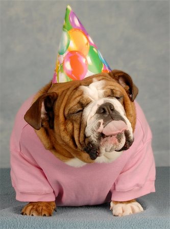 funny animals with birthday hat - english bulldog with pink shirt and birthday hat with tongue sticking out - just another year Stock Photo - Budget Royalty-Free & Subscription, Code: 400-05092430