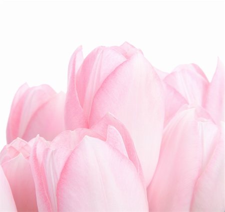 simsearch:689-03124881,k - Bouquet o pink tuplips isolated on white background Stock Photo - Budget Royalty-Free & Subscription, Code: 400-05092489