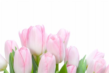 simsearch:689-03124889,k - Bouquet o pink tuplips isolated on white background Photographie de stock - Aubaine LD & Abonnement, Code: 400-05092496