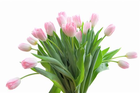 simsearch:689-03124889,k - Bouquet o pink tuplips isolated on white background Photographie de stock - Aubaine LD & Abonnement, Code: 400-05092497
