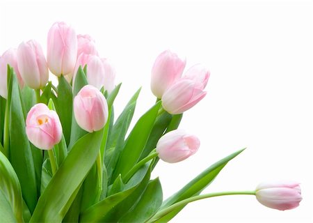 simsearch:689-03124889,k - Bouquet o pink tulips isolated on white background Photographie de stock - Aubaine LD & Abonnement, Code: 400-05092505