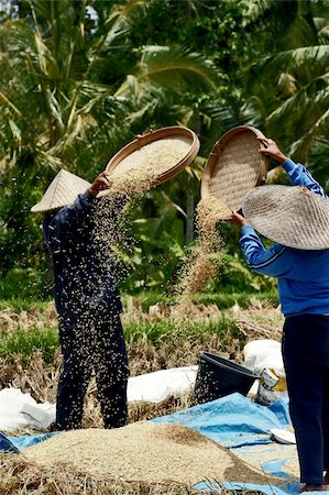 ubud ricefields indonesia Stock Photo - Budget Royalty-Free & Subscription, Code: 400-05092519