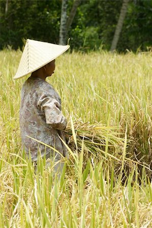 ubud ricefields indonesia Stock Photo - Budget Royalty-Free & Subscription, Code: 400-05092520