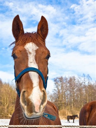 simsearch:400-08130471,k - A photography of horses in a winter scenery Stock Photo - Budget Royalty-Free & Subscription, Code: 400-05092567