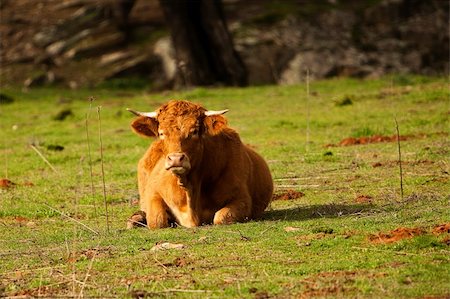 simsearch:400-04401097,k - The bull lays on a grass and looks at us Stock Photo - Budget Royalty-Free & Subscription, Code: 400-05092585