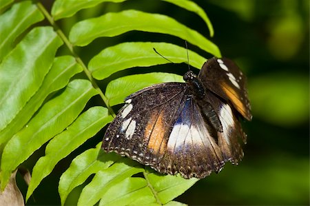 simsearch:400-04513601,k - A big colorful butterfly resting on a leaf Fotografie stock - Microstock e Abbonamento, Codice: 400-05092874