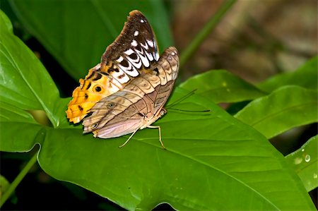 simsearch:400-07826173,k - A big colorful butterfly resting on a leaf Stockbilder - Microstock & Abonnement, Bildnummer: 400-05092873