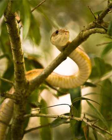 A closeup of a snake crawling up inside a tree. Stock Photo - Budget Royalty-Free & Subscription, Code: 400-05092973