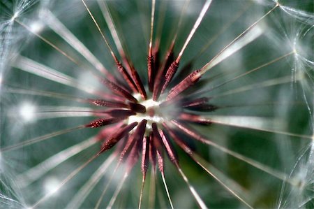 simsearch:400-04428532,k - Dandelion full seed head with blurred natural background. Photographie de stock - Aubaine LD & Abonnement, Code: 400-05093002