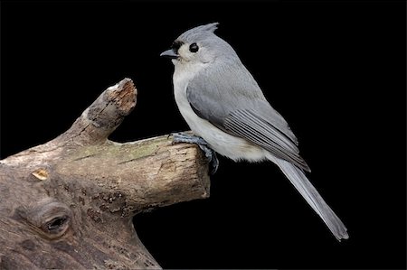 simsearch:400-04115071,k - Tufted Titmouse (baeolophus bicolor) on a stump with a black background Photographie de stock - Aubaine LD & Abonnement, Code: 400-05093088