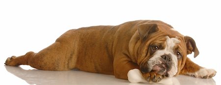 simsearch:400-05306211,k - english bulldog lying down chewing on dog bone Stock Photo - Budget Royalty-Free & Subscription, Code: 400-05093577
