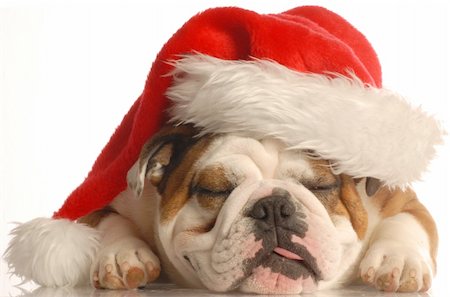english bulldog wearing santa hat with tongue sticking out Stock Photo - Budget Royalty-Free & Subscription, Code: 400-05093579