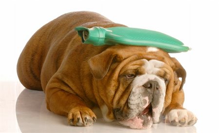 pack ice - english bulldog with green hot water bottle on head - suffer a migraine Stock Photo - Budget Royalty-Free & Subscription, Code: 400-05093570