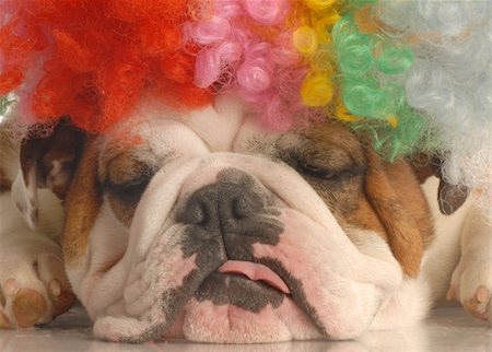 simsearch:400-04575931,k - english bulldog with colorful clown wig isolated on white background Photographie de stock - Aubaine LD & Abonnement, Code: 400-05093582