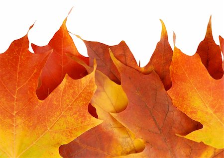 beautiful colorful red autumn leaves on white background Stock Photo - Budget Royalty-Free & Subscription, Code: 400-05093690