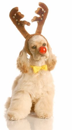simsearch:400-04085890,k - american cocker spaniel dressed up as rudolph the red nosed reindeer Foto de stock - Royalty-Free Super Valor e Assinatura, Número: 400-05093927