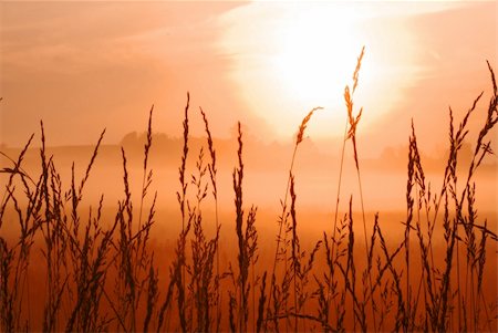 simsearch:400-05271777,k - beautiful morning sunrise with wheat grass in the foreground Stock Photo - Budget Royalty-Free & Subscription, Code: 400-05093932