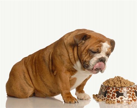 fat dog - english bulldog licking lips sitting in front of large bowl of dog food Stock Photo - Budget Royalty-Free & Subscription, Code: 400-05093933