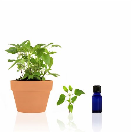 simsearch:400-04544414,k - Bergamot herb growing in a terracotta pot with leaf sprig and essential oil blue glass bottle, over white background. Stock Photo - Budget Royalty-Free & Subscription, Code: 400-05104014