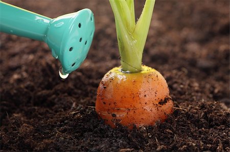 carrot growing in the soil and watering can, shallow DOF Foto de stock - Royalty-Free Super Valor e Assinatura, Número: 400-05104307