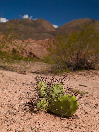 simsearch:400-06424453,k - A green and thorny cactus growing in an arid landscape. Foto de stock - Super Valor sin royalties y Suscripción, Código: 400-05104677