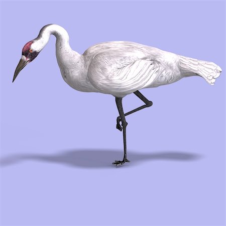 simsearch:400-04793730,k - great white crane on blue back With Clipping Path Foto de stock - Royalty-Free Super Valor e Assinatura, Número: 400-05104698