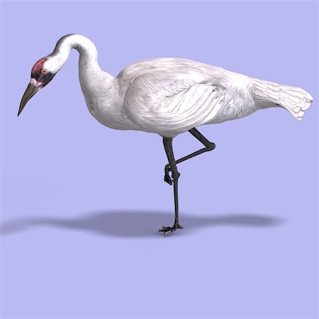 great white crane on blue back With Clipping Path Foto de stock - Super Valor sin royalties y Suscripción, Código: 400-05104698