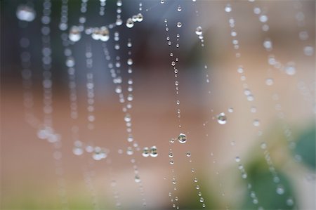 Water drops on a spiders web after early morning rain Foto de stock - Super Valor sin royalties y Suscripción, Código: 400-05104857