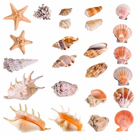 Seashells and starfish collection isolated on white background. Each element has a 8 Mp resolution Stock Photo - Budget Royalty-Free & Subscription, Code: 400-05104876