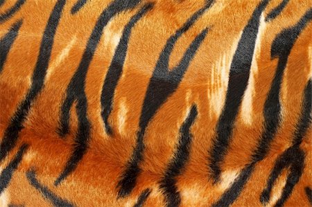 fabric furry - Wild African animal hide pattern tiger straps Stock Photo - Budget Royalty-Free & Subscription, Code: 400-05105115