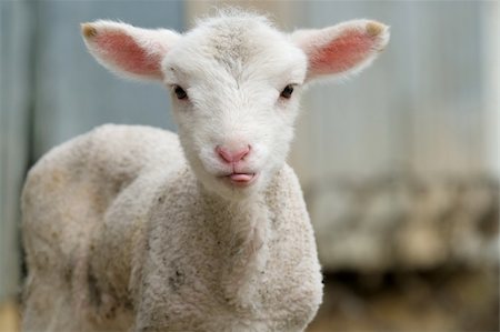 cute lamb on the farm sticking its tongue out Stock Photo - Budget Royalty-Free & Subscription, Code: 400-05105212