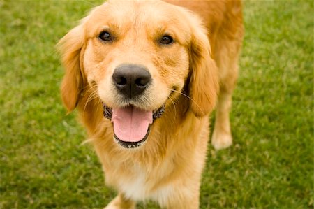 Golden retriever dog, outdoors in evening sun Stock Photo - Budget Royalty-Free & Subscription, Code: 400-05105330