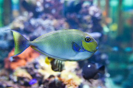 tropical fish - photo taken from oceanarium Stock Photo - Budget Royalty-Free & Subscription, Code: 400-05105382