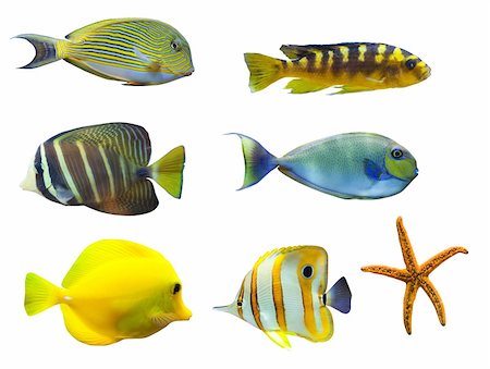 exotic and egypt - tropical fish - isolated on white background Stock Photo - Budget Royalty-Free & Subscription, Code: 400-05105383