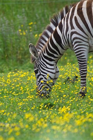 Zebra on a green pasture. Stock Photo - Budget Royalty-Free & Subscription, Code: 400-05105463