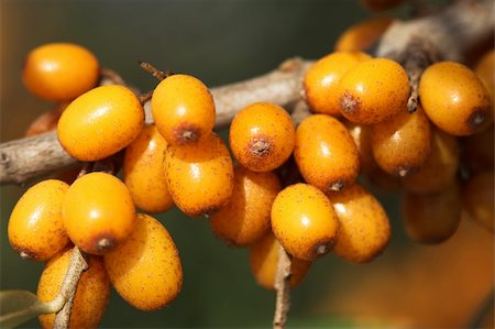 Sea-buckthorn brunch full of berries. Stock Photo - Budget Royalty-Free & Subscription, Code: 400-05105550
