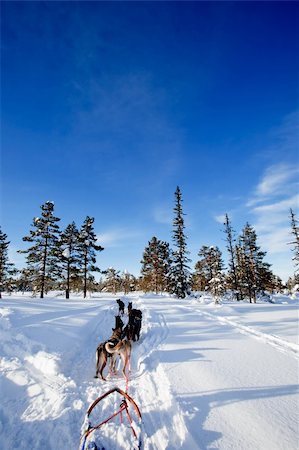 dogsled team - A team of sled dogs ready to pull Stock Photo - Budget Royalty-Free & Subscription, Code: 400-05106076