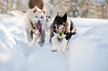 dogsled team - A group of sled dogs running fast Stock Photo - Budget Royalty-Free & Subscription, Code: 400-05106077