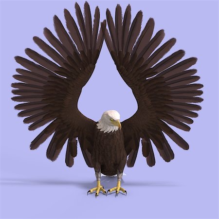 simsearch:400-04793730,k - huge eagle with feathers With Clipping Path Foto de stock - Royalty-Free Super Valor e Assinatura, Número: 400-05106137